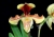 Paph. villosum